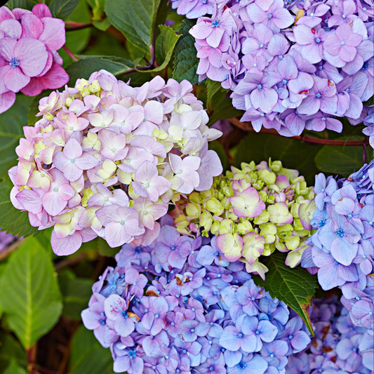 Hortensia Macrophylla - Endless Summer - Ghiveci