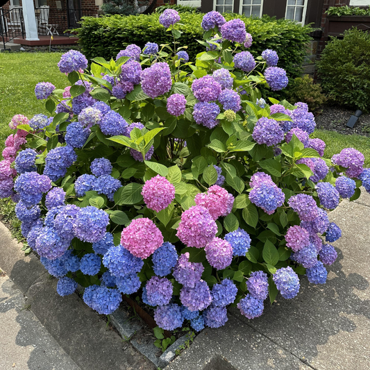 Hortensia Macrophylla - Endless Summer - Ghiveci
