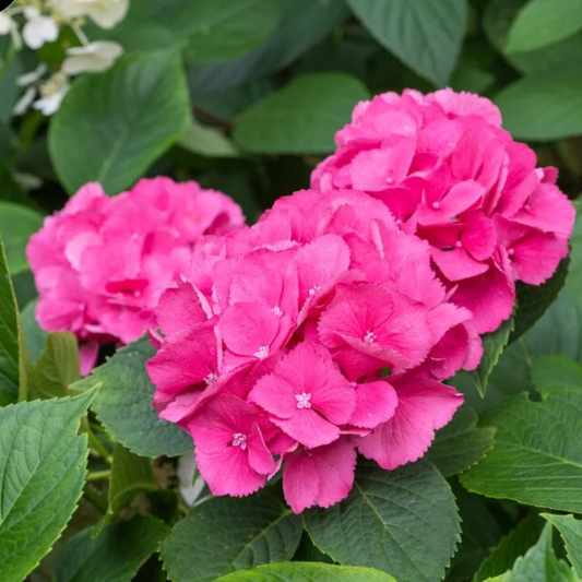 Hortensia Macrophylla - Schoene - Ghiveci
