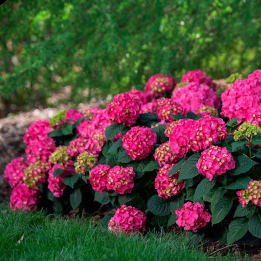 Hortensia Macrophylla - Schoene - Ghiveci