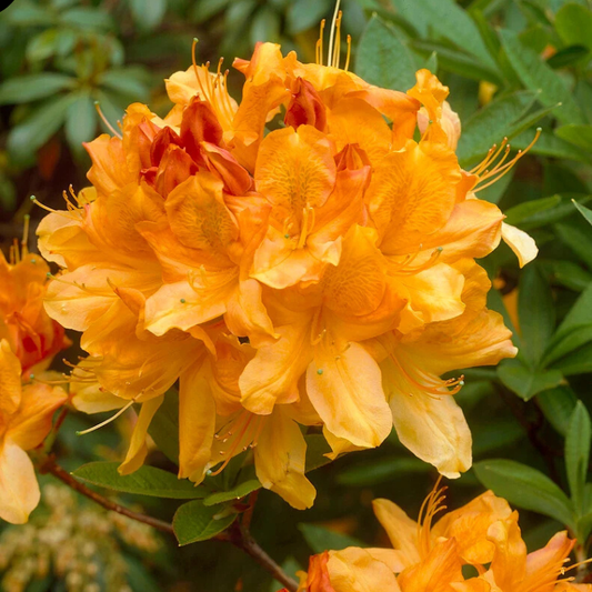 Rhododendron - Golden Fire - Ghiveci 2L inaltime la ;livrare 50 - 60 cm