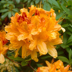 Rhododendron - Golden Fire - Ghiveci 2L inaltime la ;livrare 50 - 60 cm