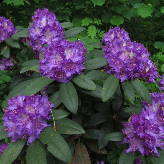Arbust ornamental - Rhododendron - Alfred - ghiveci 2L, marime la livrare 50-60 cm