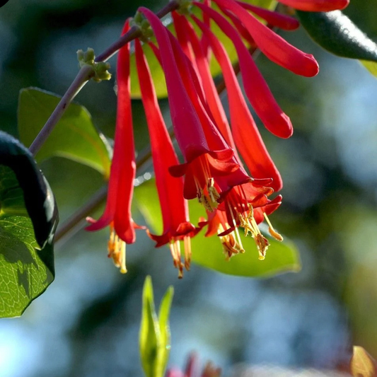Mana Maicii Domnului / Caprifoi Lonicera Scarlet - Ghiveci - inaltime la livrare 60 - 70 cm