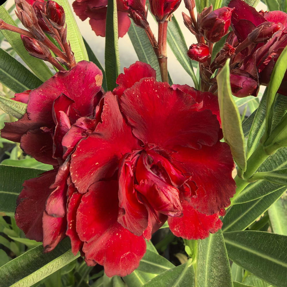 Leandru (Nerium Oleander) - Double Red - ghiveci 30 - 40 cm