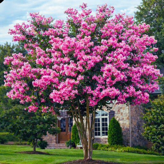 Liliac Indian - Pink Velour - Ghiveci 2L