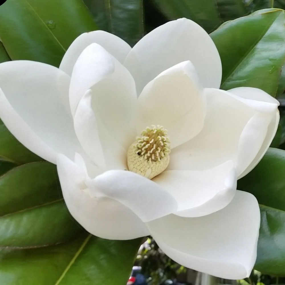 Magnolia Grandiflora Little Gem - Ghiveci 3L -  H 60 - 70 cm