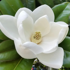 Magnolia Grandiflora Little Gem - Ghiveci 3L -  H 60 - 70 cm