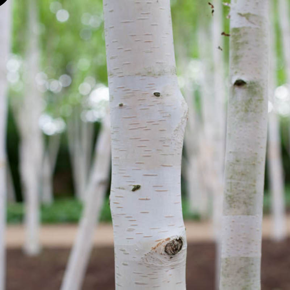 Mesteacan Alb Pur Doorenbos (Betula Utilis)  - Ghiveci 2L - înălțime la livrare- 1m -1m30 cm