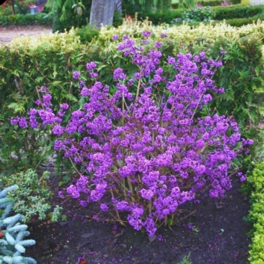 Callicarpa bodinieri Profusion - Ghiveci 2L