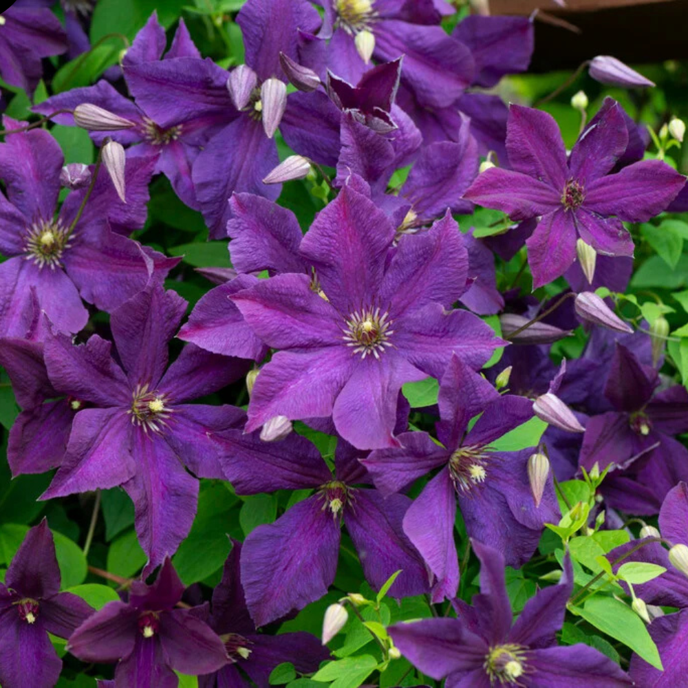 Clematis - Polish Spirit - ghiveci -  înălțime la livrare-50-70 cm