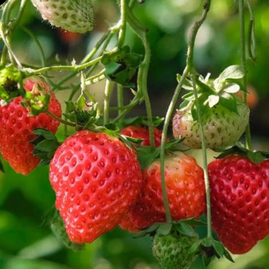 Capsun Remontant "Eve's Delight" - Ghiveci  –  Pe rod Anul 3