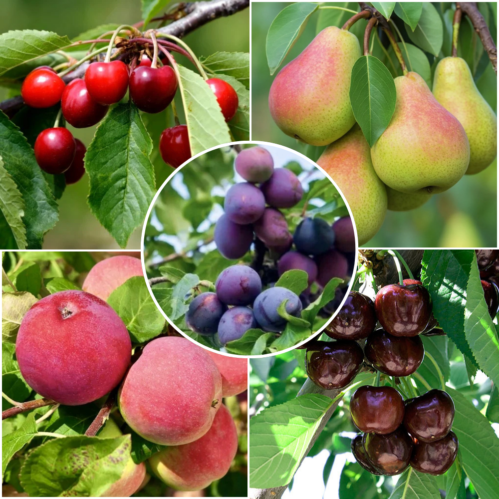 Pachet Promo 10 Pomi Fructiferi - 2x Visin Crisana, 2x Prun Anna Spath, 2x Mar Red Melba, 2x Cires Staccato, 2x Par Favorita lui Clapp - Radacina Ambalata