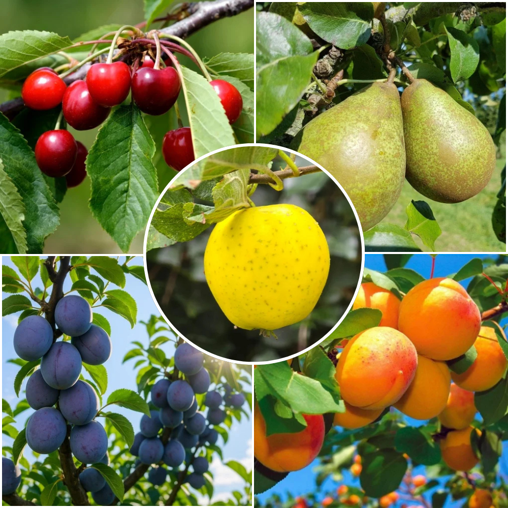 Pachet Promo 5 Pomi Fructiferi – Prun Tuleu Gras, Mar Golden, Cais Sulmona, Par Contesa de Paris, Visin Crisana - Radacina Ambalata - Radacina Ambalata
