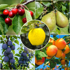 Pachet Promo 5 Pomi Fructiferi – Prun Tuleu Gras, Mar Golden, Cais Sulmona, Par Contesa de Paris, Visin Crisana - Radacina Ambalata - Radacina Ambalata