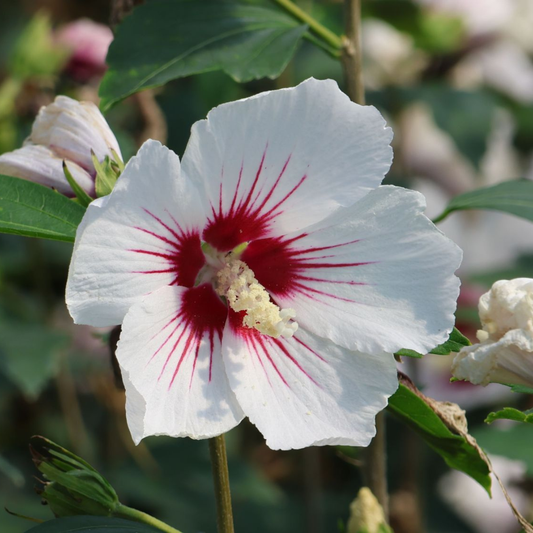 Hibiscus Pomisor alb - Ghiveci 3L - H 90-110 CM