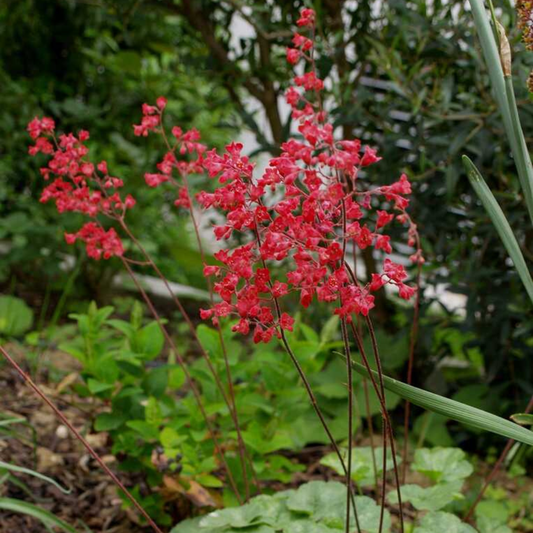 Heucera Sanguinea Leuchtkäfer - Ghiveci - H 20-30 cm