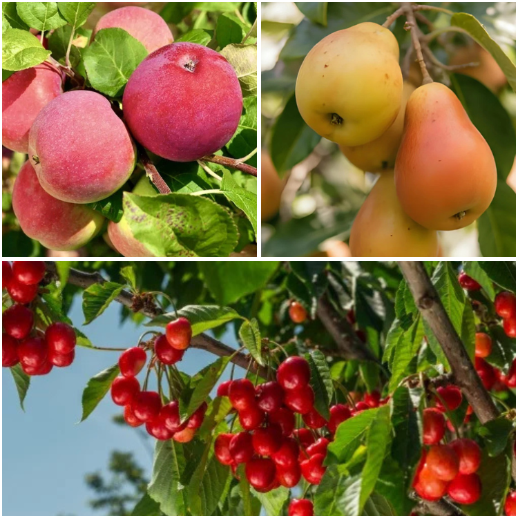 Pachet Promo 9 Pomi Fructiferi – 3 x Par  Untoasa Hardy, 3 x Mar Red Melba, 3 x Visin Crisana - Radacina Ambalata