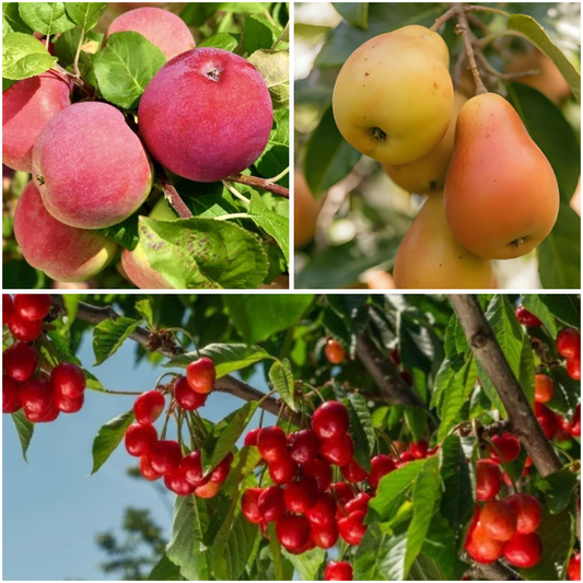 Pachet Promo 9 Pomi Fructiferi – 3 x Par  Untoasa Hardy, 3 x Mar Red Melba, 3 x Visin Crisana - Radacina Ambalata