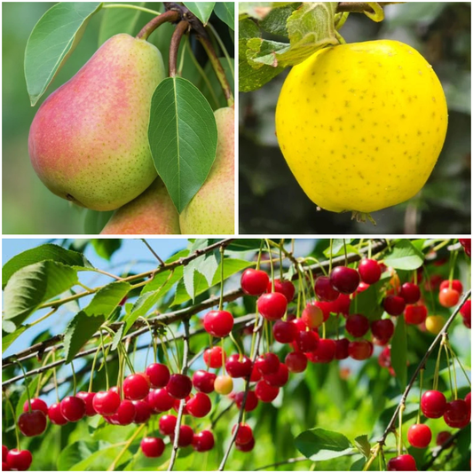 Pachet Promo 9 Pomi Fructiferi – 3 x Par Favorita lui Clapp, 3 x Mar Golden, 3 x Visin Meteor - Radacina Ambalata