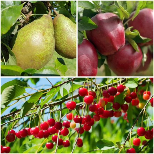 Pachet Promo 9 Pomi Fructiferi – 3 x Par Contesa de Paris, 3 x Mar Starkrimson, 3 x Visin Meteor - Radacina Ambalata