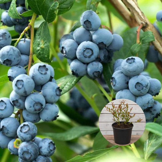 Afin Bingo Blue Pe Rod - Ghiveci 5L - Anul 4 inaltime la livrare 50 - 60 cm