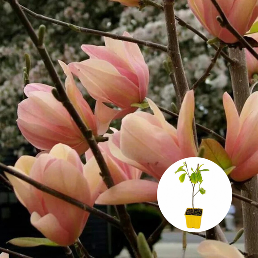 Magnolia Coral Lake  – Ghiveci P9 - H 30 - 40 cm
