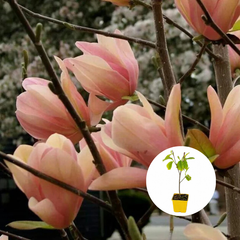 Magnolia Coral Lake  – Ghiveci P9 - H 30 - 40 cm