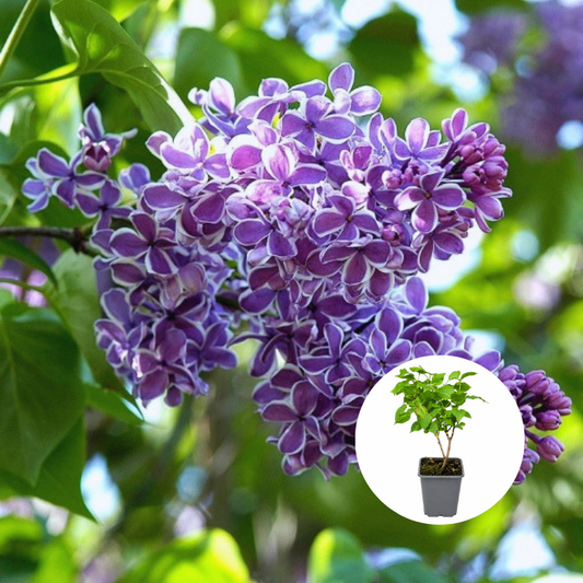 Liliac Syringa  – bicolor mov cu alb - Ghiveci P9