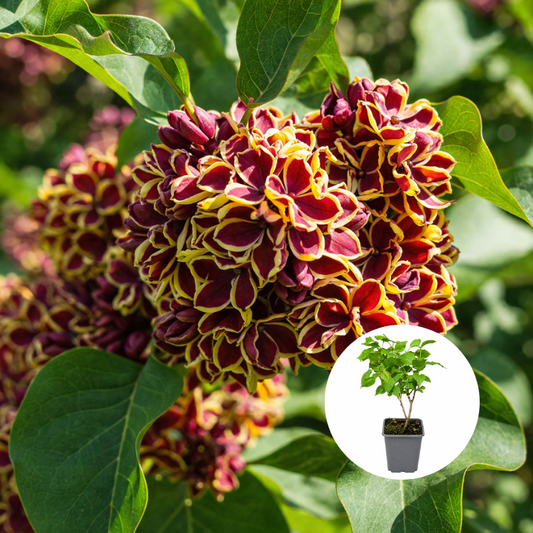 Liliac Syringa – bicolor galben cu roșu - Ghiveci P9