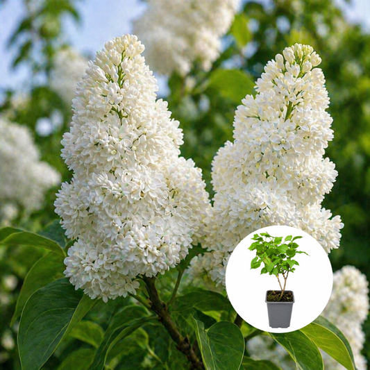 Liliac Dublu Alb Syringa – Ghiveci P9