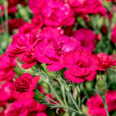 Garofite Parfumate Fuchsia - Ghiveci