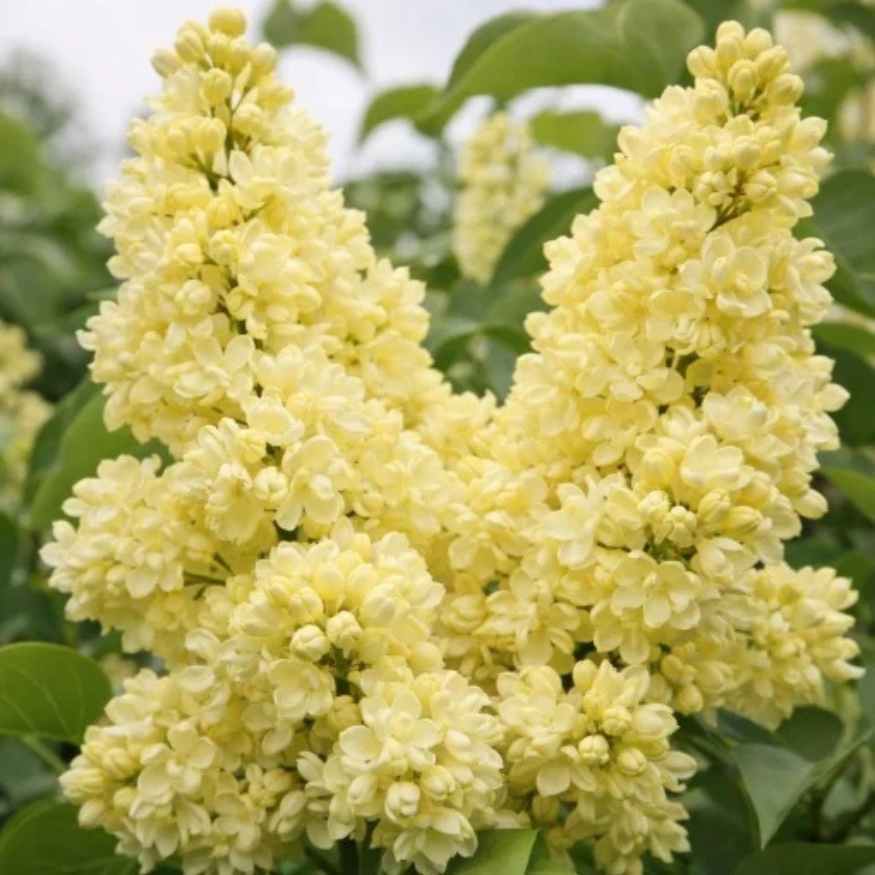Liliac Galben Dublu Syringa - Ghiveci 2L