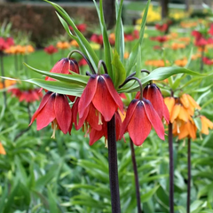 Bulbi Fritillaria - Rubra Red - 1 bulb