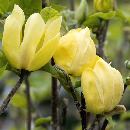 Magnolia galbena Yellow River - Ghiveci 3L - Marime la livrare 80-100 cm