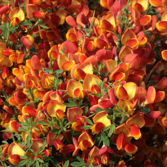 Arbust ornamental - Cytisus - Lena - ghiveci 1.5L - Aqua Flowers