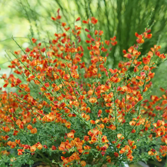 Arbust ornamental - Cytisus - Lena - ghiveci 1.5L - Aqua Flowers