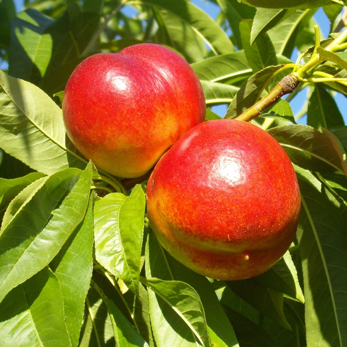 Nectarin Cora - Radacina Ambalata, Anul 2 - Soi Dulce si Productiv pentru Gradina - Aqua Flowers