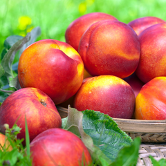 Nectarin Cora - Radacina Ambalata, Anul 2 - Soi Dulce si Productiv pentru Gradina - Aqua Flowers