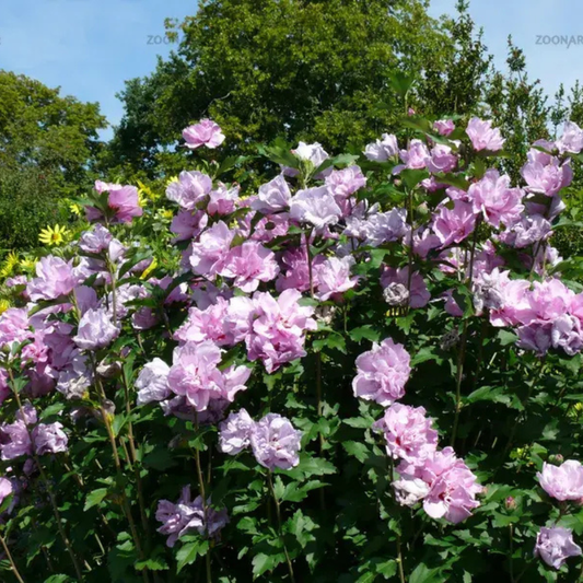 Arbust ornamental - Hibiscus Syriacus Ardens - Ghiveci 3L - Aqua Flowers