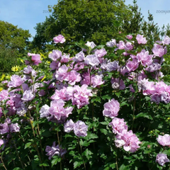 Arbust ornamental - Hibiscus Syriacus Ardens - Ghiveci 3L - Aqua Flowers