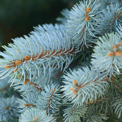 Brad Argintiu Albastru Super Blue - 110-130cm - Ghiveci - Brad de Crăciun - Veșnic Verde