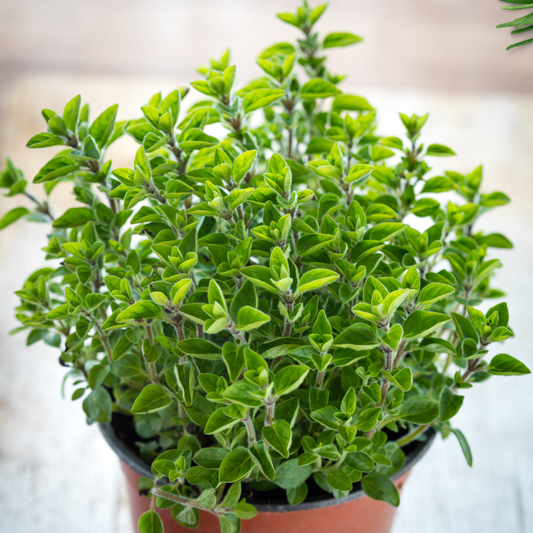 Plante aromatice - Oregano - Ghiveci