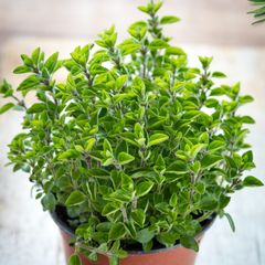 Plante aromatice - Oregano - Ghiveci