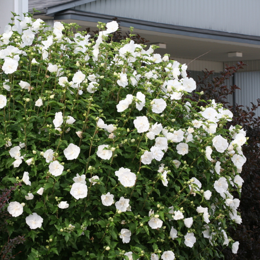 Arbust ornamental - Hibiscus Syriacus White Chiffon - Ghiveci 3L - Aqua Flowers