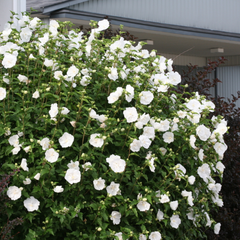 Arbust ornamental - Hibiscus Syriacus White Chiffon - Ghiveci 3L - Aqua Flowers