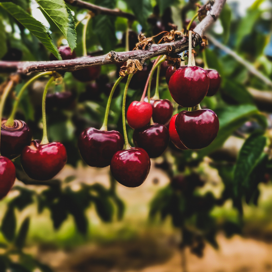 Cires Germersdorf - Radacina Ambalata, Anul 2 - Soi Dulce si Productiv - Aqua Flowers