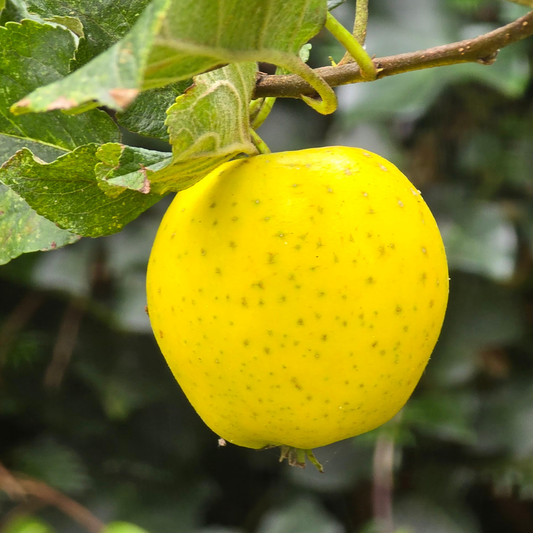 Mar Golden Delicious - Radacina Ambalata - Aqua Flowers