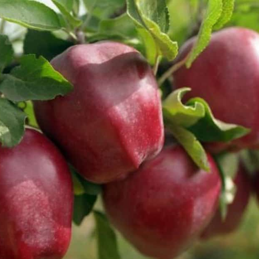 Mar Starkrimson - Bot de Iepure - Radacina Ambalata - Aqua Flowers