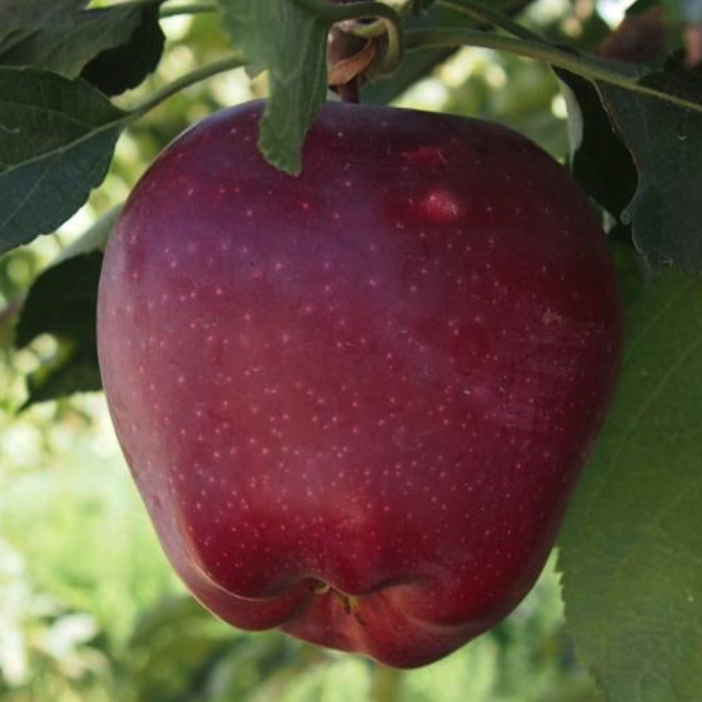 Mar Starkrimson - Bot de Iepure - Radacina Ambalata - Aqua Flowers